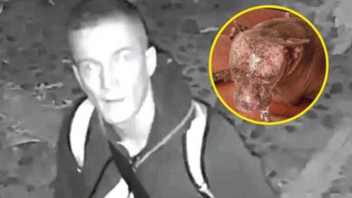 Hombre lanzó ácido a perros de la calle