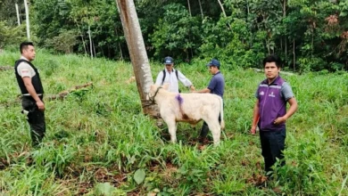 Una res fue encontrada luego de desaparecer en Taisha