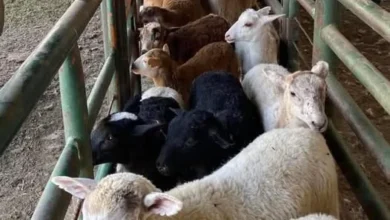 Vecinos alertan robo de borregos y envenenamiento canino