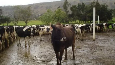 Cotopaxi: Incrementa robo de ganado en Saquisilí