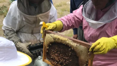 Protección de abejas y consumo responsable de miel en Cotopaxi