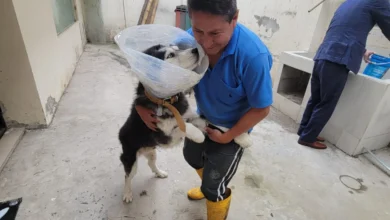 Perro violado salvajemente en mercado de San Alfonso