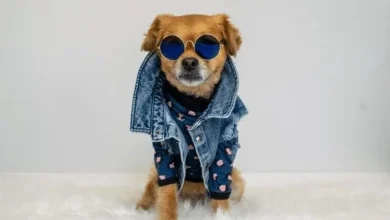 Ambato el perro más ‘fashion’ será elegido en la UTA.