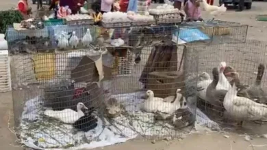 Ambato feria de animales sería trasladada a Picaihua.