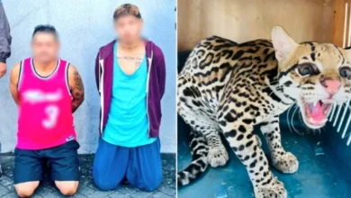 Capturan a presuntos Tiguerones que tenían un tigrillo de mascota