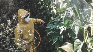 Crecen ventas en Ecuador por comercio y agricultura