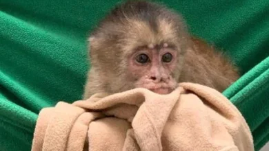 Asamblea Nacional archivó proyecto LOPDA