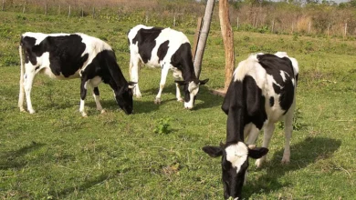 2 cabezas de ganado desmembradas encontradas en Guamote