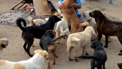 Hombre rescata y cuida 240 perros en Riobamba