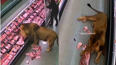 Video: León ingresa a un supermercado de Sudáfrica y come carne