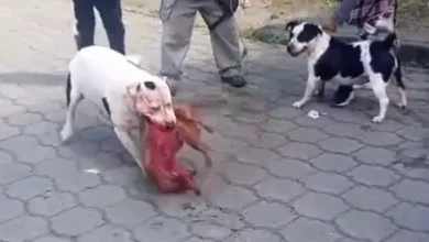 Video: Pitbulls mataron a perro, lo hicieron pedazos en Pallatanga
