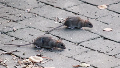 Ratas y ratones se pasean por las calles de Ambato.