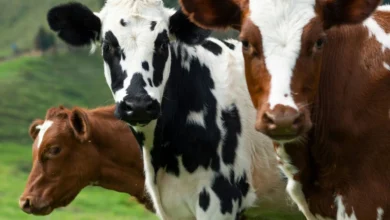 Robo de ganado en una comunidad de Píllaro.