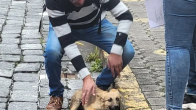 Perro atropellado fue rescatado por hombre en Riobamba