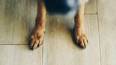 Hombre se lanzó a una alcantarilla para salvar a su perro