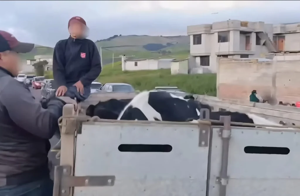 Las vacas fueron recuperadas, no así la vacona