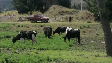 Delincuentes robaron 5 vacas en el cantón Guamote