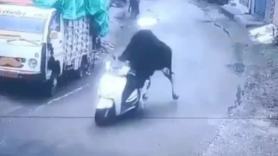Video viral: Toro se 'roba' una moto, pierde el control y se choca