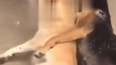 Hombre ahorcó y arrastró a perros con su carro en Ambato