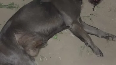 Perro domesticado había sido envenenado en Riobamba