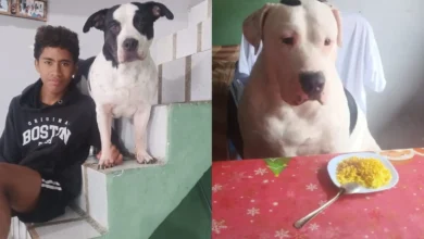 Kira y Tyson tienen su identificación de mascotas.