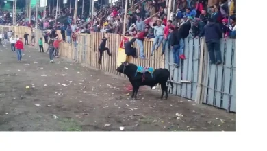 Toros de pueblo clausurados en Chimborazo por ingreso de niños