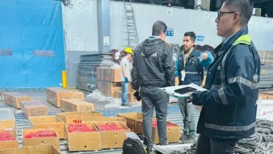 Cangrejos vivos incautados en intento de exportación ilegal