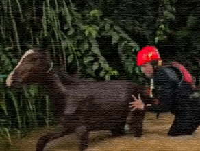Caballo y su cría son salvados de inundación en Zamora Chinchipe