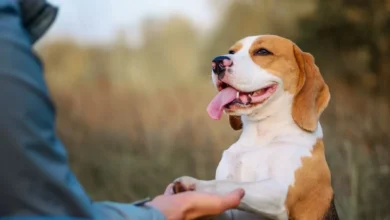 Curso de adiestramiento gratuito para perros en Cevallos.