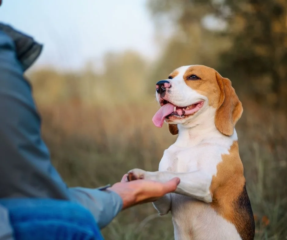 Curso de adiestramiento gratuito para perros en Cevallos.