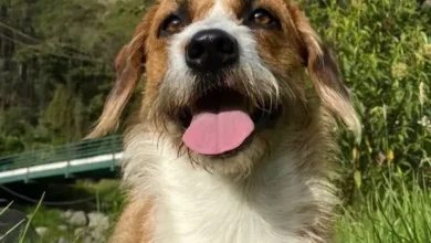 Día Mundial del Perro: ¿Por qué se celebra el 21 de julio?