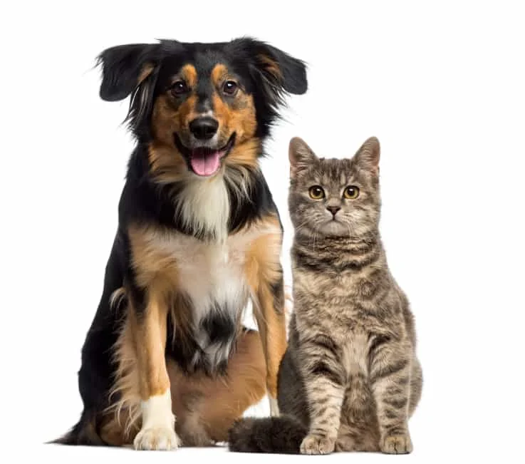 Esterilización gratuita para perros y gatos en Patate.