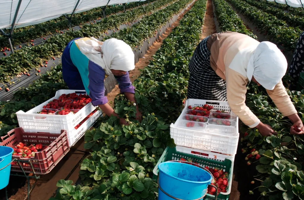 Italia anuncia 500 mil visas para trabajar en agricultura y turismo