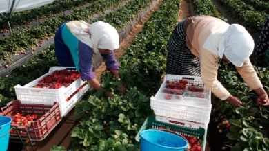 Italia anuncia 500 mil visas para trabajar en agricultura y turismo