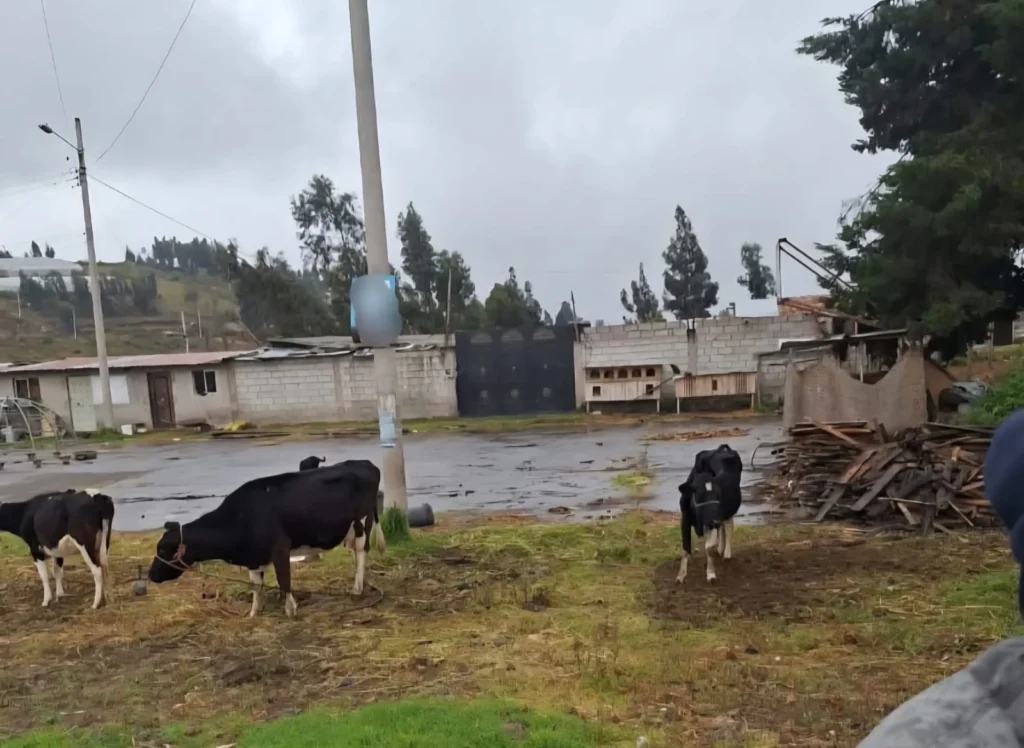 Justicia Indígena por robo de ganado en Chimborazo