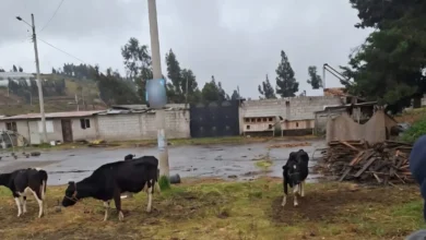 Justicia Indígena por robo de ganado en Chimborazo