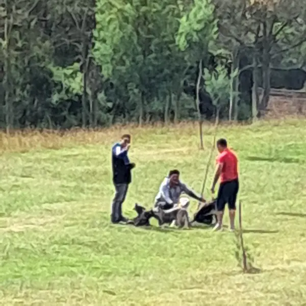 Joven denuncia agresión de perros por tenencia irresponsable