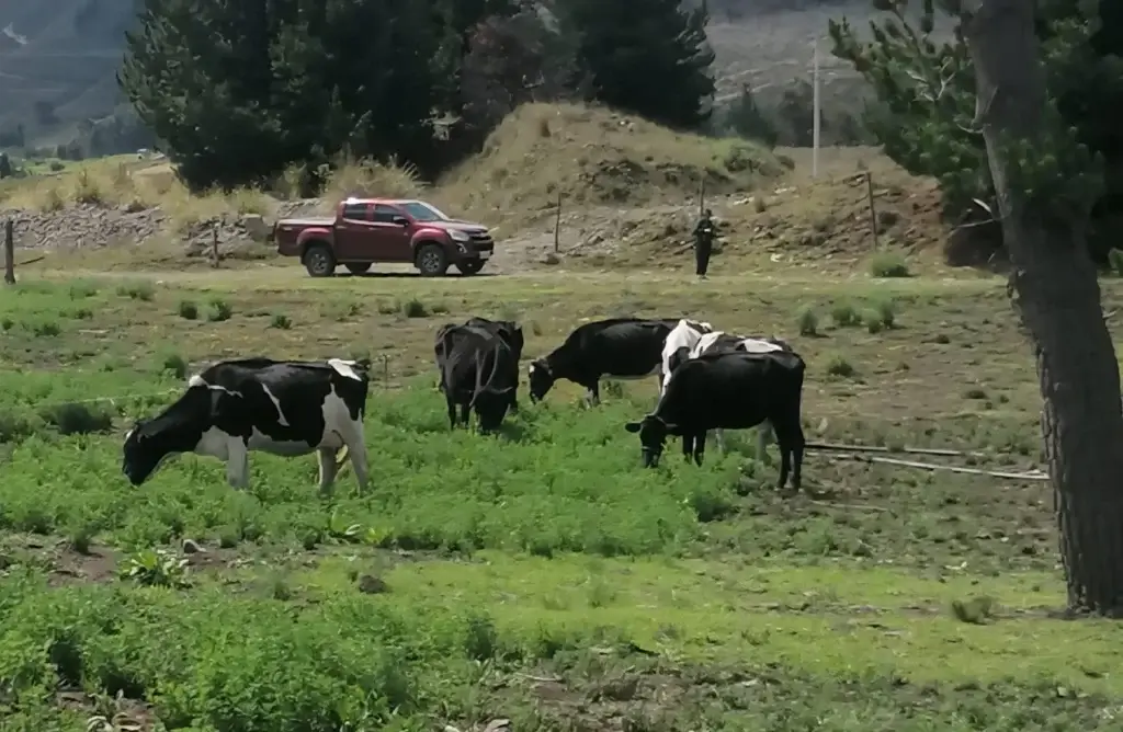 La sustracción de estas 4 vacas y 1 vacona fueron el origen de los hechos suscitados en los últimos días