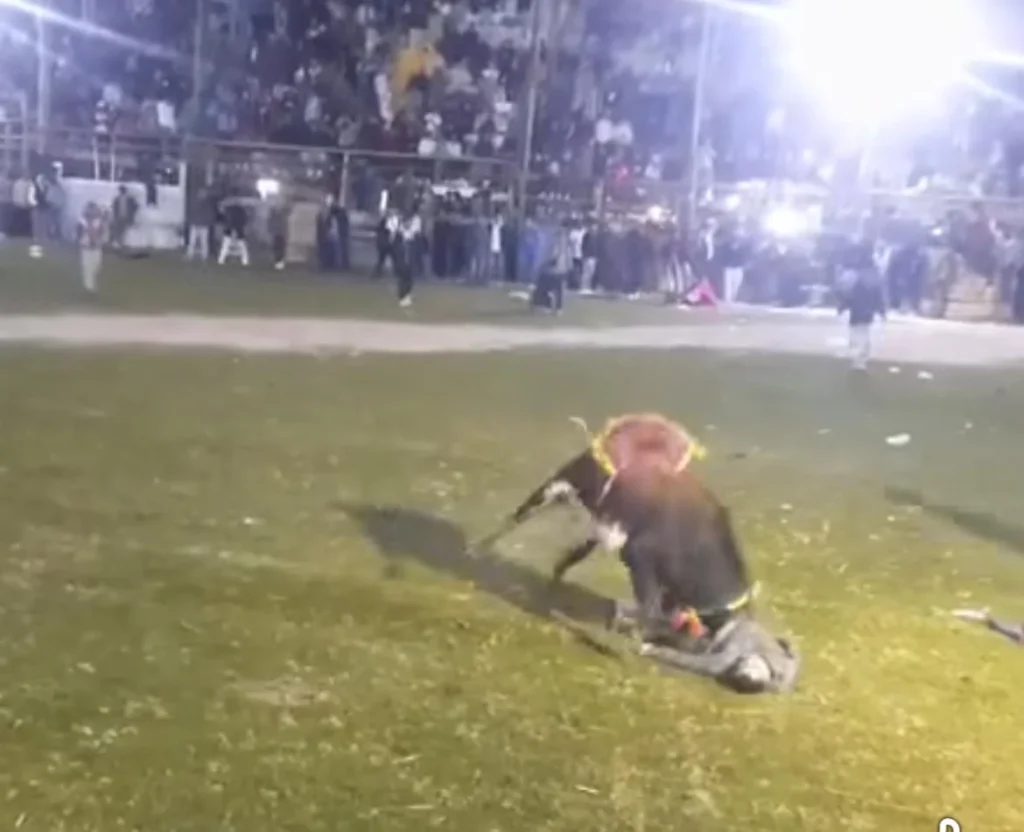 Toro embiste a hombre en Píllaro y lo deja gravemente herido.
