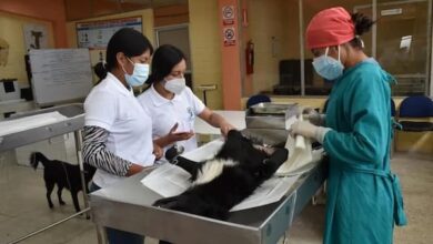 Turnos de esterilización gratis para gatos y perros en Riobamba