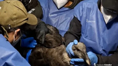 Cóndor andino rescatado en estado crítico en Pichincha