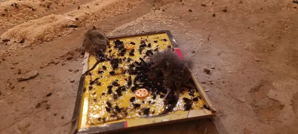 Arcsa cierra envasadora por infesta de ratas y excremento