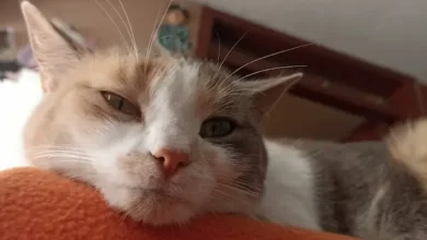 Día Internacional del Gato: origen, fechas y regalos