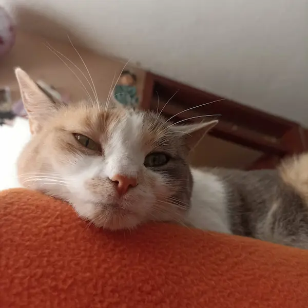 Día Internacional del Gato: origen, fechas y regalos
