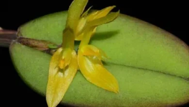 Encuentran 3 nuevas especies de orquídeas en Morona Santiago.