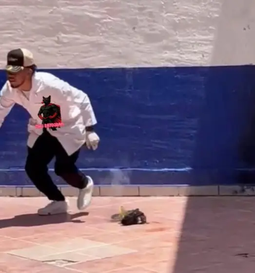 Estudiantes asesinan a un gato con pirotecnia: ¿por qué lo hicieron?