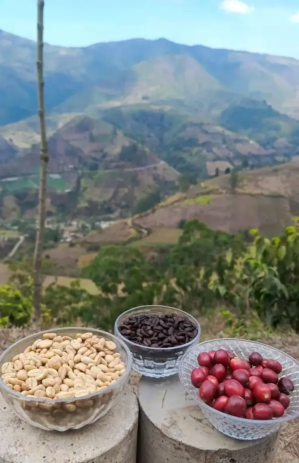 Feria de Cafés Especiales Taza Dorada 2025 rinde homenaje a Pallatanga.