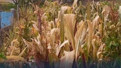 Heladas afectan 600 hectáreas de cultivos en Cotopaxi.