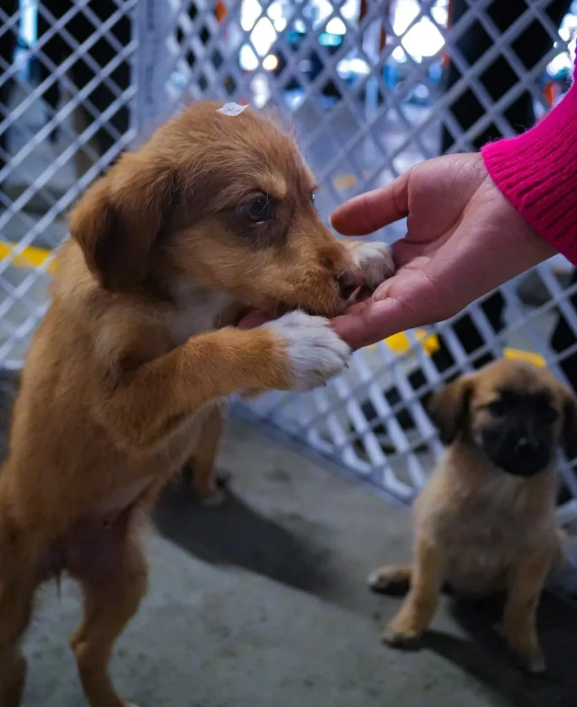 Hospital veterinario impulsa adopción de mascotas en Ambato.
