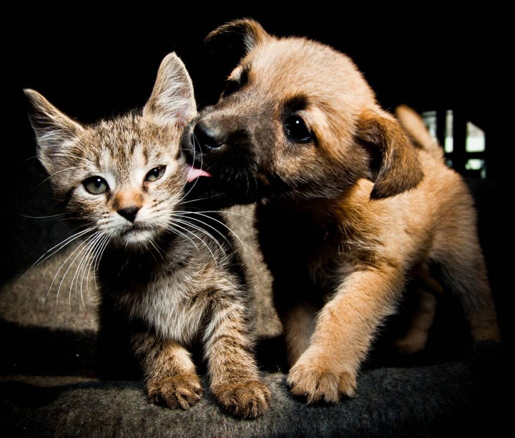 PERROS O GATOS QUÉ DICE LA PSICOLOGÍA